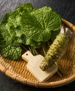 Fast Growing Trees Our Newest Arrivals Wasabi Plant