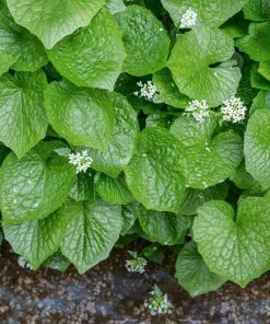 Fast Growing Trees Our Newest Arrivals Wasabi Plant