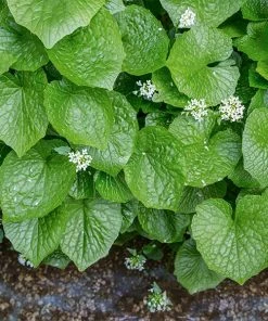 Fast Growing Trees Our Newest Arrivals Wasabi Plant