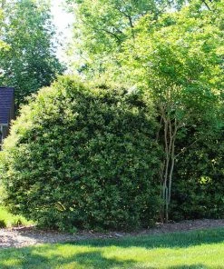 Fast Growing Trees Recurve Ligustrum Shrub (Ligustrum Recurvifolium)