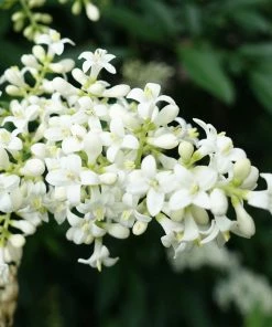 Fast Growing Trees Recurve Ligustrum Shrub (Ligustrum Recurvifolium)