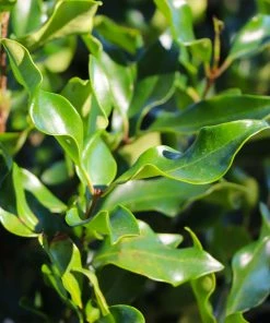 Fast Growing Trees Recurve Ligustrum Shrub (Ligustrum Recurvifolium)