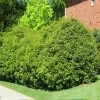 Fast Growing Trees Recurve Ligustrum Shrub (Ligustrum Recurvifolium)
