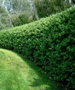 Fast Growing Trees See All Shrubs & Hedges Waxleaf Privet Hedge 10 Fast Growing Trees See All Shrubs & Hedges Waxleaf Privet Hedge