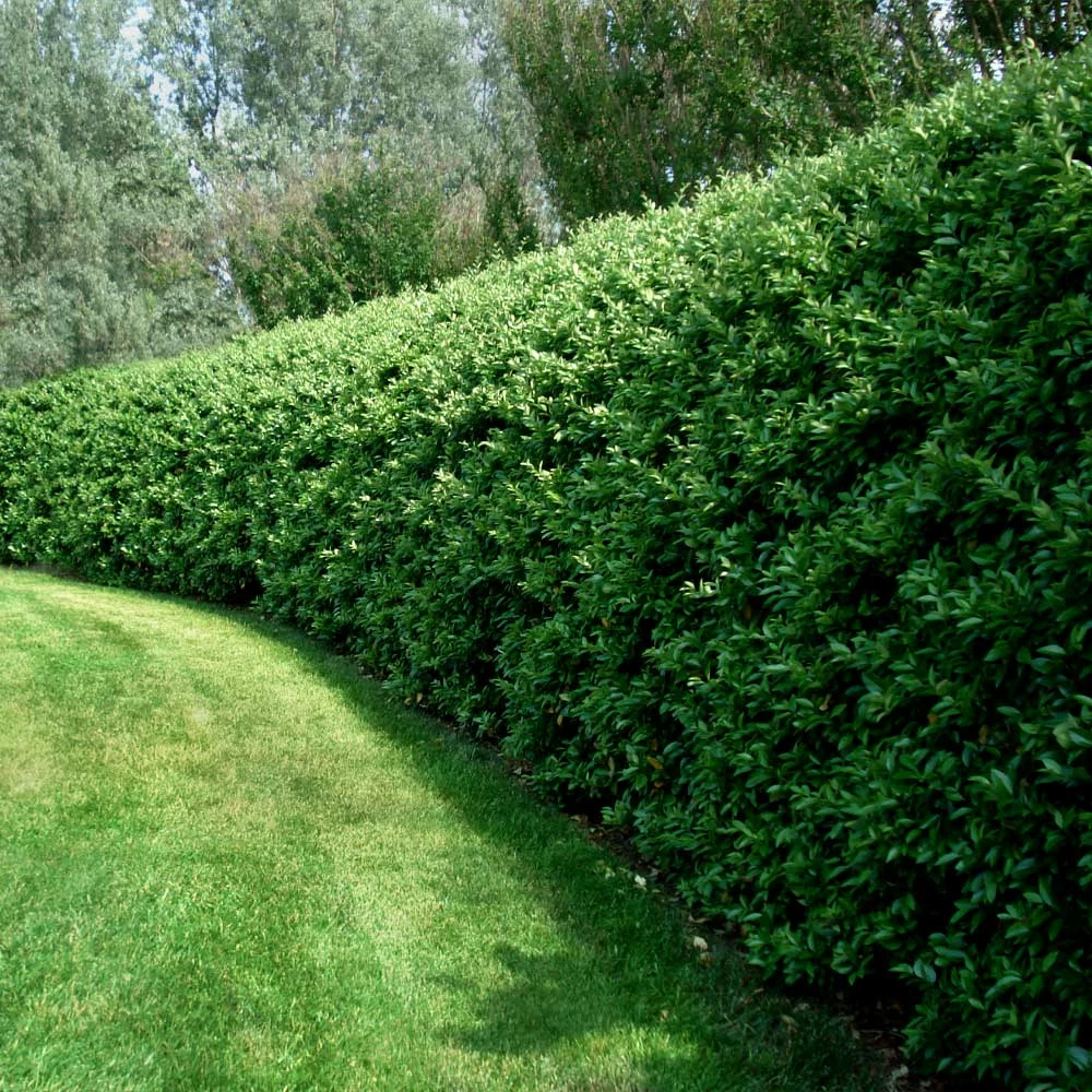 Fast Growing Trees See All Shrubs & Hedges Waxleaf Privet Hedge 5 Fast Growing Trees See All Shrubs & Hedges Waxleaf Privet Hedge