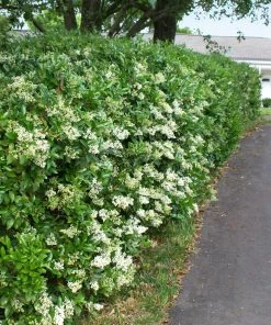 Fast Growing Trees See All Shrubs & Hedges Waxleaf Privet Hedge