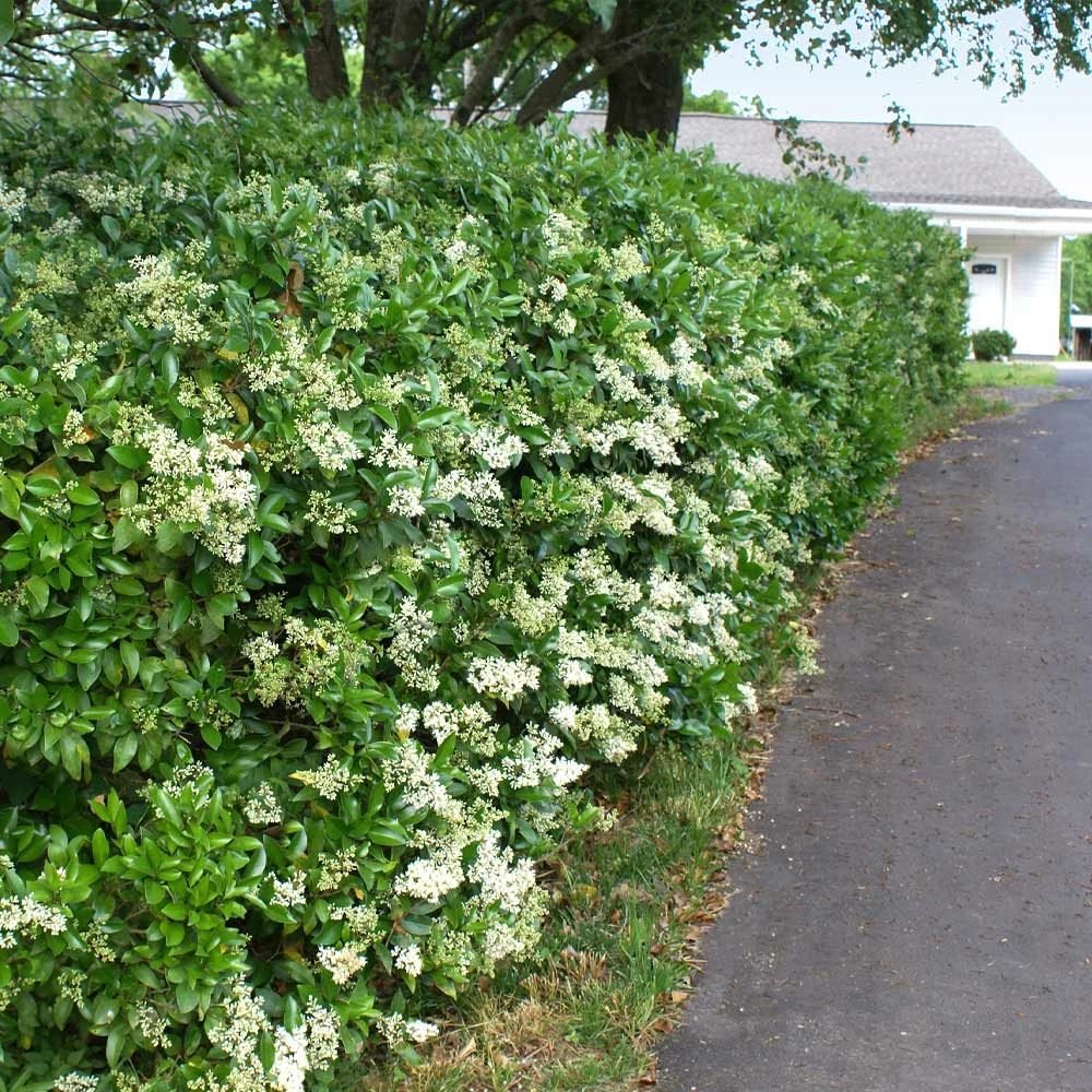 Fast Growing Trees See All Shrubs & Hedges Waxleaf Privet Hedge 4 Fast Growing Trees See All Shrubs & Hedges Waxleaf Privet Hedge