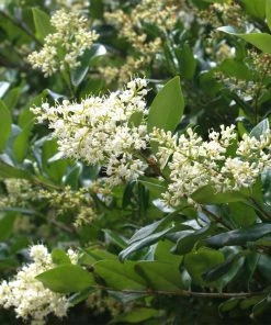 Fast Growing Trees See All Shrubs & Hedges Waxleaf Privet Hedge 12 Fast Growing Trees See All Shrubs & Hedges Waxleaf Privet Hedge