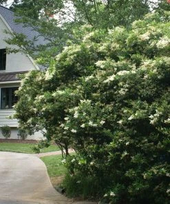 Fast Growing Trees See All Shrubs & Hedges Waxleaf Privet Hedge 11 Fast Growing Trees See All Shrubs & Hedges Waxleaf Privet Hedge