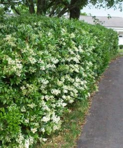 Fast Growing Trees See All Shrubs & Hedges Waxleaf Privet Hedge