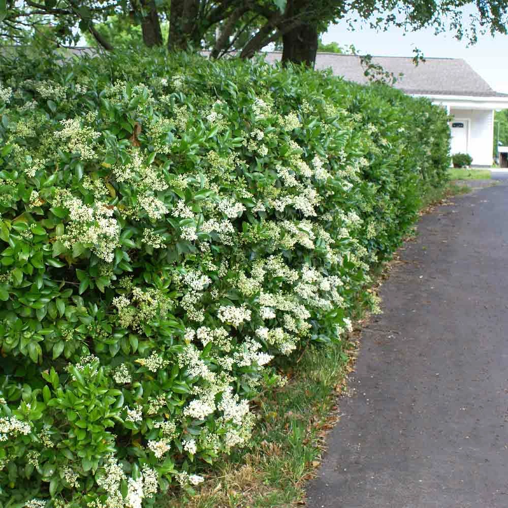 Fast Growing Trees See All Shrubs & Hedges Waxleaf Privet Hedge 3 Fast Growing Trees See All Shrubs & Hedges Waxleaf Privet Hedge