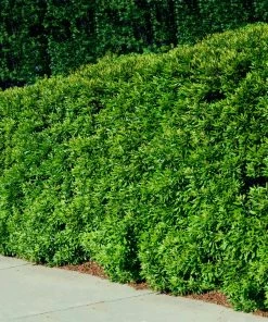 Fast Growing Trees Wax Myrtle Tree See All Shade Trees