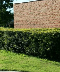 Fast Growing Trees Wax Myrtle Tree See All Shade Trees