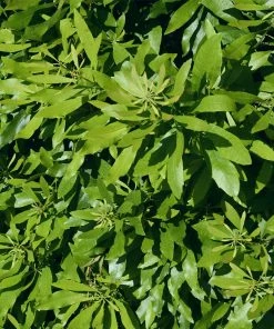 Fast Growing Trees Wax Myrtle Tree See All Shade Trees