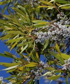 Fast Growing Trees Wax Myrtle Tree See All Shade Trees