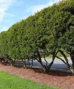 Fast Growing Trees Wax Myrtle Tree See All Shade Trees