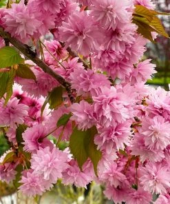 Fast Growing Trees Weeping Extraordinaire™ Cherry Tree