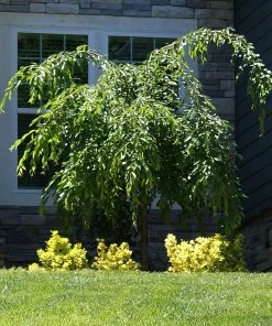 Fast Growing Trees Weeping Extraordinaire™ Cherry Tree