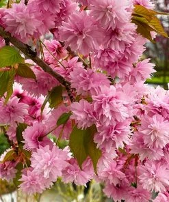 Fast Growing Trees Weeping Extraordinaire™ Cherry Tree