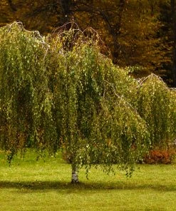 Fast Growing Trees Young's Weeping Birch