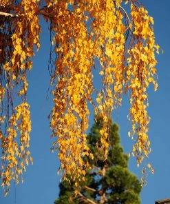 Fast Growing Trees Young's Weeping Birch
