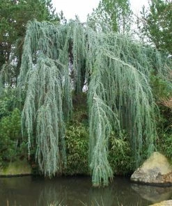 Fast Growing Trees Weeping Blue Atlas Cedar Tree Cedars