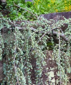 Fast Growing Trees Weeping Blue Atlas Cedar Tree Cedars