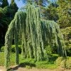Fast Growing Trees Weeping Blue Atlas Cedar Tree Cedars 2 Fast Growing Trees Weeping Blue Atlas Cedar Tree Cedars