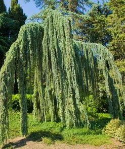 Fast Growing Trees Weeping Blue Atlas Cedar Tree Cedars