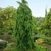 Fast Growing Trees Spruce Trees Weeping Norway Spruce Tree 2 Fast Growing Trees Spruce Trees Weeping Norway Spruce Tree