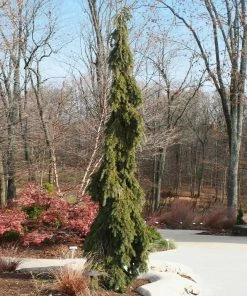 Fast Growing Trees Weeping White Spruce Tree