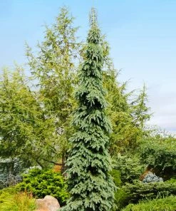 Fast Growing Trees Weeping White Spruce Tree
