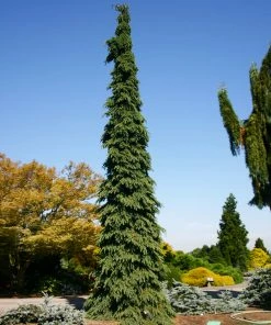 Fast Growing Trees Weeping White Spruce Tree