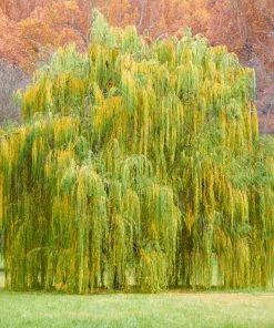 Fast Growing Trees Weeping Willow Willow Trees 11 Fast Growing Trees Weeping Willow Willow Trees