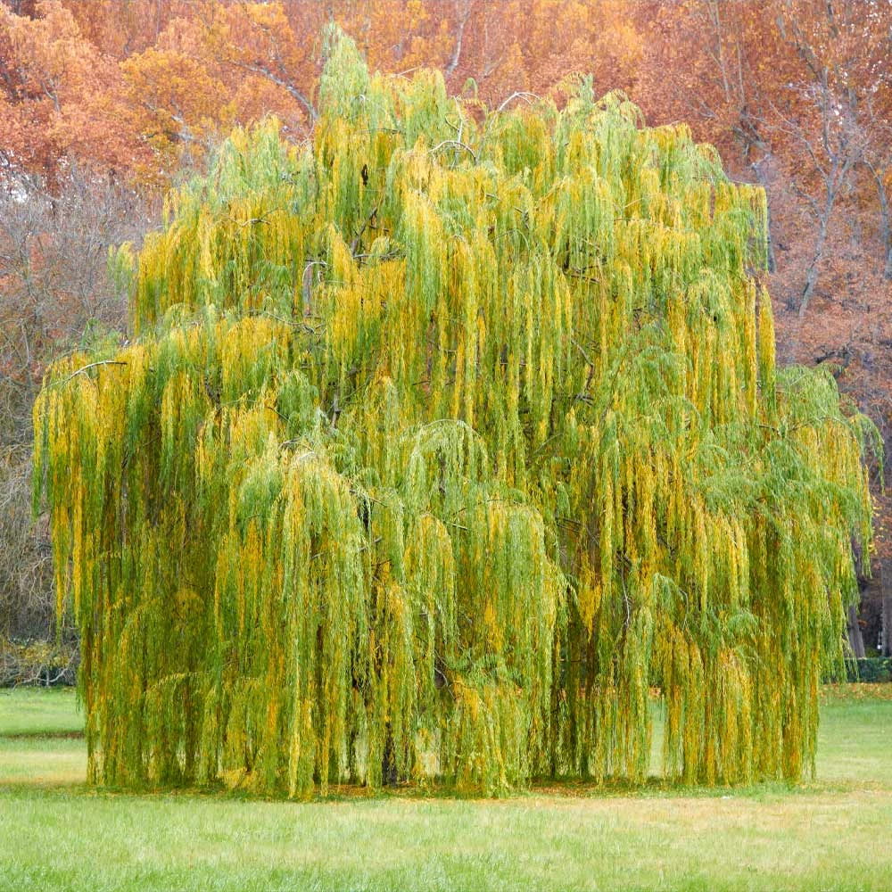 Fast Growing Trees Weeping Willow Willow Trees 6 Fast Growing Trees Weeping Willow Willow Trees