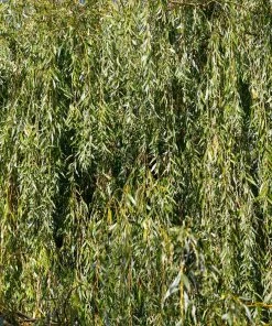 Fast Growing Trees Weeping Willow Willow Trees 12 Fast Growing Trees Weeping Willow Willow Trees