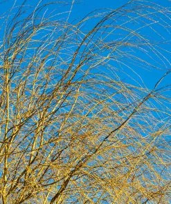 Fast Growing Trees Weeping Willow Willow Trees 13 Fast Growing Trees Weeping Willow Willow Trees