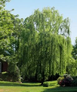 Fast Growing Trees Weeping Willow Willow Trees 10 Fast Growing Trees Weeping Willow Willow Trees