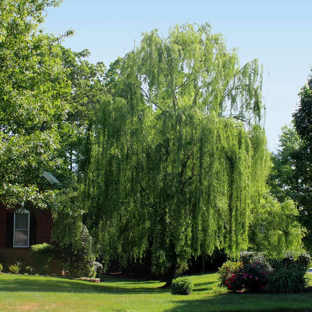 Fast Growing Trees Weeping Willow Willow Trees 5 Fast Growing Trees Weeping Willow Willow Trees