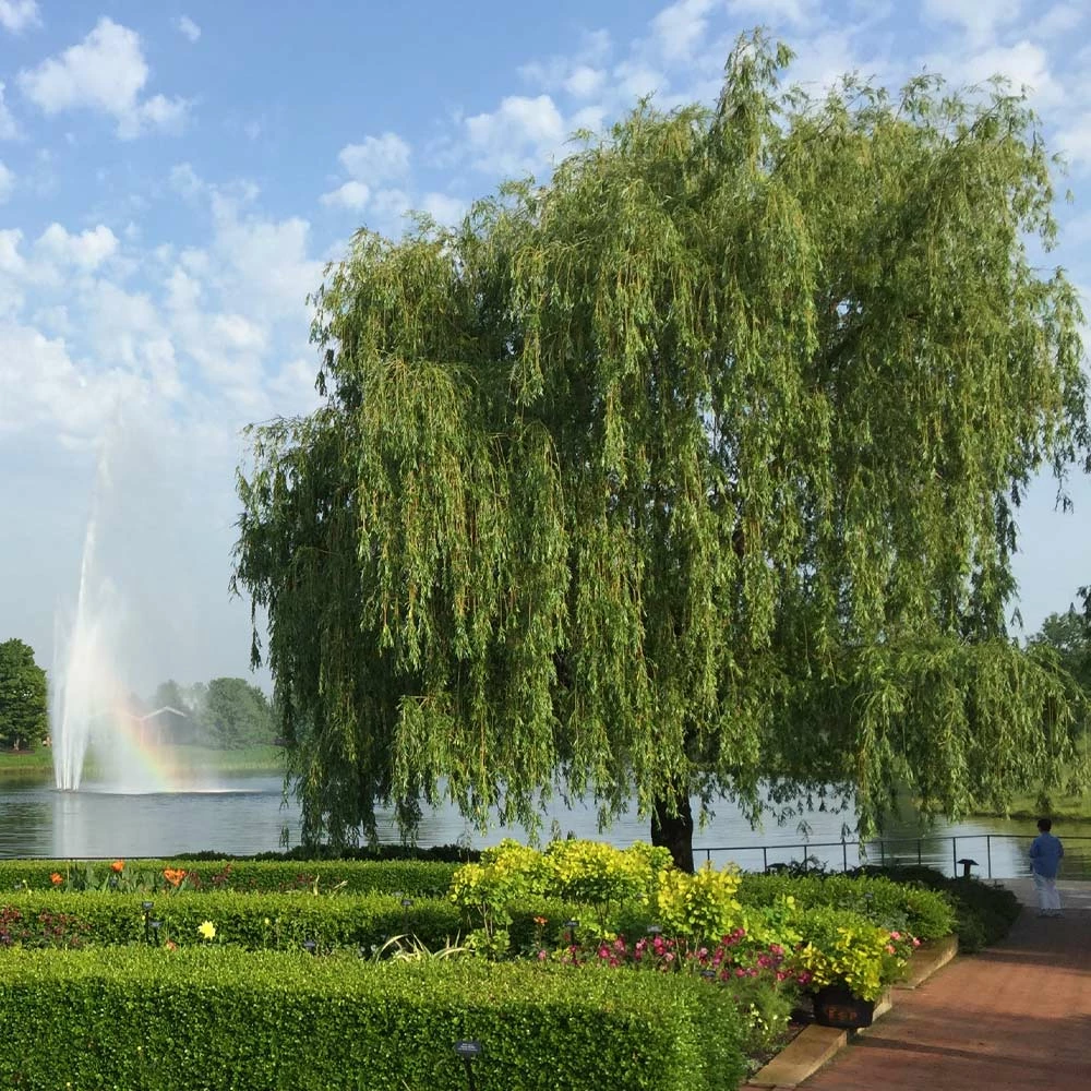 Fast Growing Trees Weeping Willow Willow Trees 4 Fast Growing Trees Weeping Willow Willow Trees