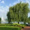 Fast Growing Trees Weeping Willow Willow Trees 2 Fast Growing Trees Weeping Willow Willow Trees