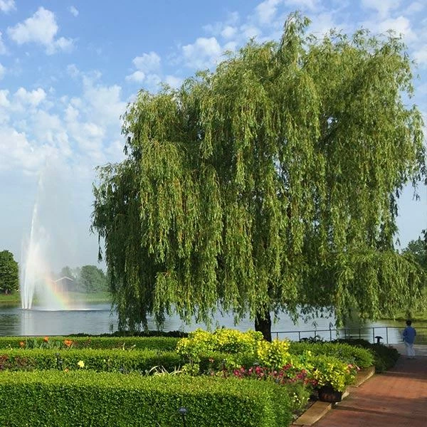 Fast Growing Trees Weeping Willow Willow Trees 3 Fast Growing Trees Weeping Willow Willow Trees