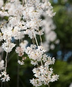 Fast Growing Trees Weeping Yoshino Cherry Tree
