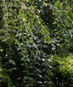 Fast Growing Trees Weeping Yoshino Cherry Tree