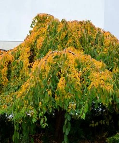 Fast Growing Trees Weeping Yoshino Cherry Tree