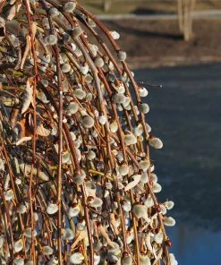 Fast Growing Trees Weeping Pussy Willow Willow Trees
