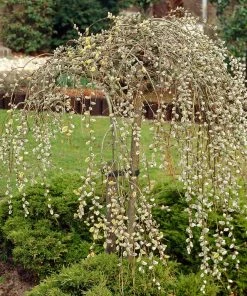 Fast Growing Trees Weeping Pussy Willow Willow Trees