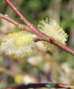Fast Growing Trees Weeping Pussy Willow Willow Trees