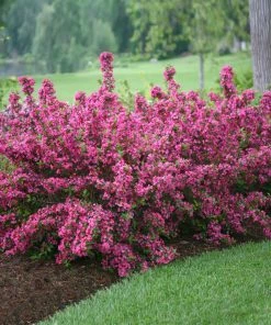 Fast Growing Trees Sonic Bloom® Weigela Shrub See All Flowering Trees