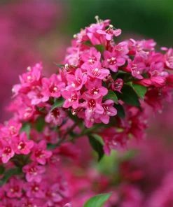 Fast Growing Trees Sonic Bloom® Weigela Shrub See All Flowering Trees